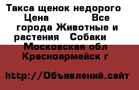 Такса щенок недорого › Цена ­ 15 000 - Все города Животные и растения » Собаки   . Московская обл.,Красноармейск г.